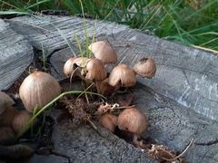 Coprinopsis romagnesiana
