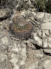 Mammillaria meiacantha