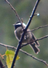 Poecile sclateri