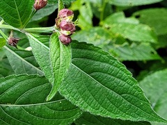Strobilanthes formosana