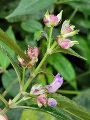 Strobilanthes formosana