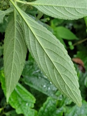 Strobilanthes formosana