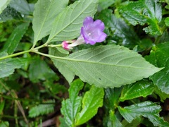 Strobilanthes formosana