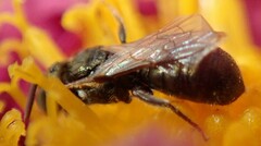 Ceratina strenua