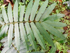 Calliandra houstoniana