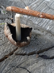 Coprinopsis romagnesiana