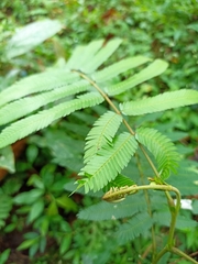 Calliandra houstoniana