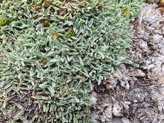 Poa pygmaea