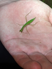 Eumusonia