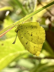 Eurema mandarina
