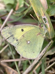 Colias poliographus