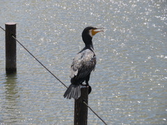 Phalacrocorax carbo