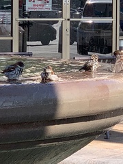 Passer domesticus