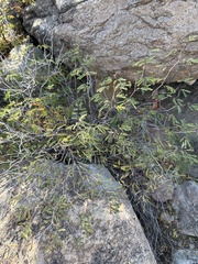 Acaciella angustissima