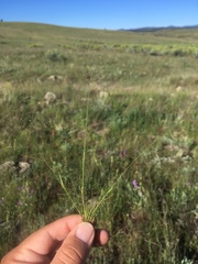 Muhlenbergia minutissima