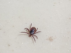 Ixodes pacificus
