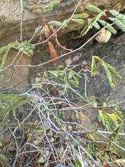 Acaciella angustissima