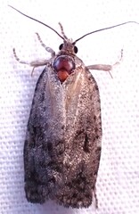 Choristoneura