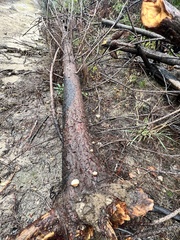 Cryptoporus volvatus