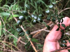 Mezoneuron brachycarpum