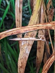 Eumusonia