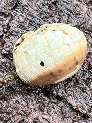 Cryptoporus volvatus