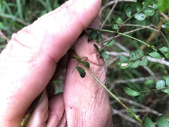 Mezoneuron brachycarpum