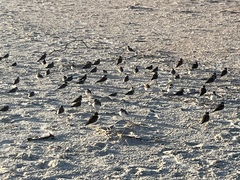 Calidris alpina