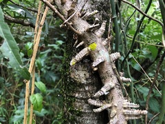 Mezoneuron brachycarpum