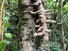Mezoneuron brachycarpum