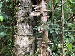 Mezoneuron brachycarpum