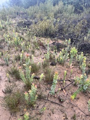 Arctostaphylos andersonii