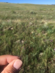 Muhlenbergia minutissima