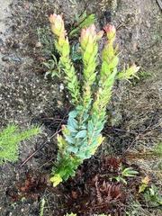 Arctostaphylos andersonii