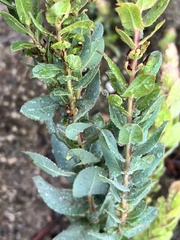 Arctostaphylos andersonii