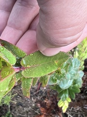 Arctostaphylos andersonii