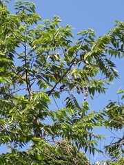 Hypsipetes leucocephalus