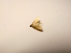 Microthyris lelex