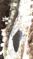 Jamides philatus subditus