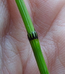Equisetum variegatum