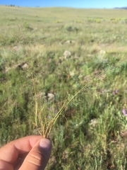 Muhlenbergia minutissima