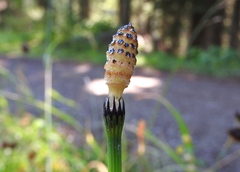 Equisetum variegatum
