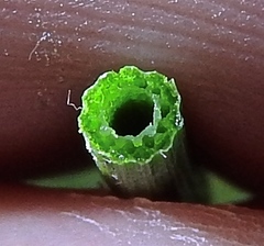 Equisetum variegatum