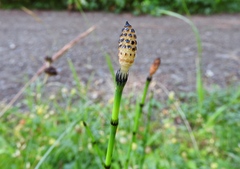 Equisetum variegatum