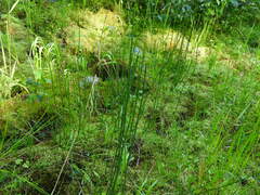 Equisetum variegatum