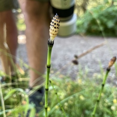 Equisetum variegatum