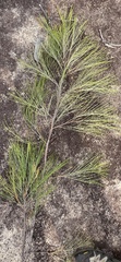 Grevillea pteridifolia