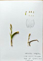 Thelymitra longifolia