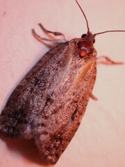 Choristoneura