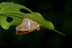 Aguna asander asander